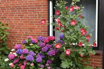 Stockrosen und Hortensien am Fenster