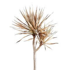 Dried, light-brown plant with radiating leaves