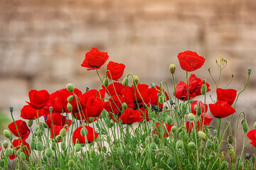 Obraz premium Red poppies blooming in the foreground with ancient Greek ruins in the background, creating a contrast between nature and history