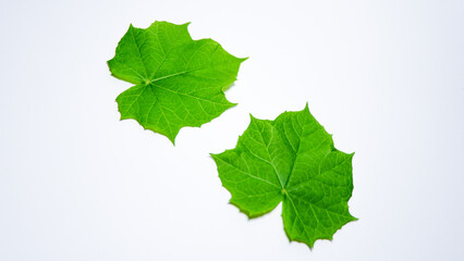 photo of castor leaves with a white background