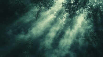 Obraz premium Sunbeams pierce misty forest canopy, background blur, nature wallpaper