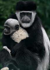 A close up of a mother and baby Black-and-white colobus (Mantled Guereza, Abyssinian or Eastern Black-and-white colobus )