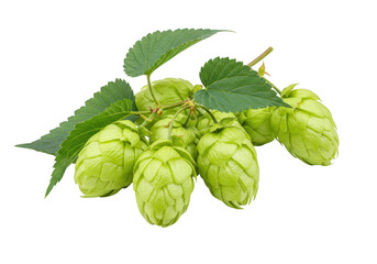 A cluster of fresh green hops with leaves isolated on a transparent background