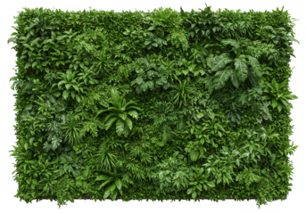 A lush green wall composed of various plants and foliage, isolated on a transparent background