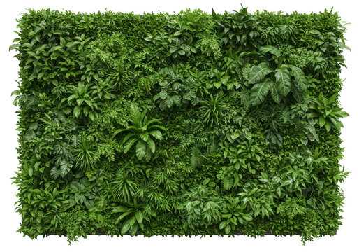 A lush green wall composed of various plants and foliage, isolated on a transparent background