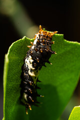 caterpillar on a leaf