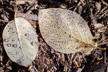 Dew drops on leaves in the morning