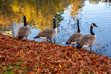 Canadian geese, birds North America on shore pond preparing for their southern migration during autumn, Natural grazing behavior, nature reserve