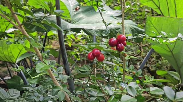 Close-up of ripe Limeberry fruits, also known as Triphasia trifolia, growing in a garden in the Mekong Delta, Vietnam.