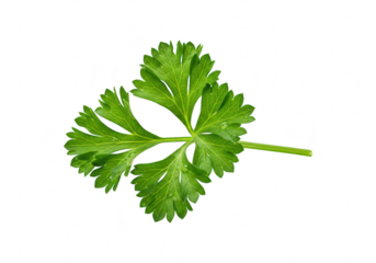 A single, fresh green parsley leaf with water droplets, isolated on a clean transparent background