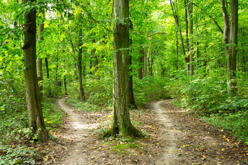 Obraz premium Path in green summer forest