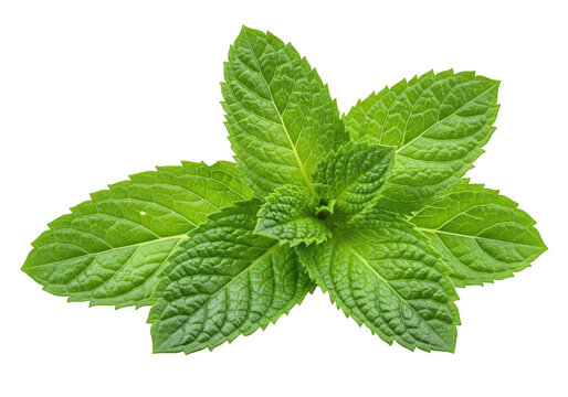 A fresh sprig of vibrant green mint leaves, isolated on a transparent background