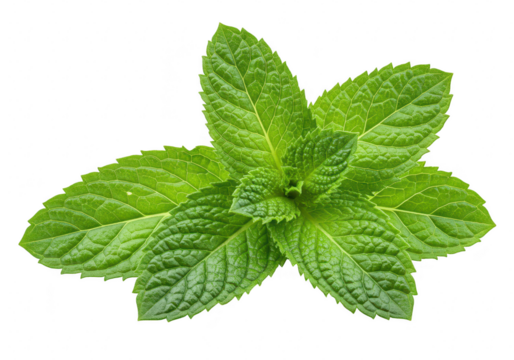 A fresh sprig of vibrant green mint leaves, isolated on a transparent background