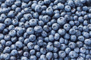 Fresh blueberry background texture. Close up.