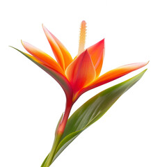 Vibrant orange-red flower, tropical style