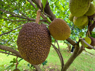 Close-up of ripe and unripe jackfruit hanging on a tree branch