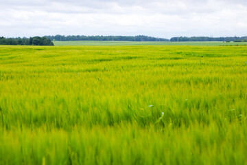 A green wheat field sways in the wind on a cloudy day