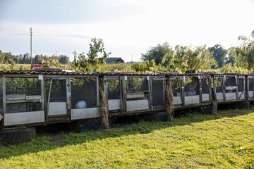 Wooden and wire mesh rabbit cages elevated on tires in a grassy area. Hay hangs from some cages, with trees, a small structure, and utility poles visible.