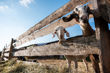 Two goats peer through a weathered wooden fence, with dry straw on the ground and faint farm...