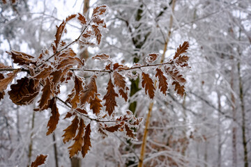 Close-up of oak leaves covered with frost on a cold winter day in the forest.