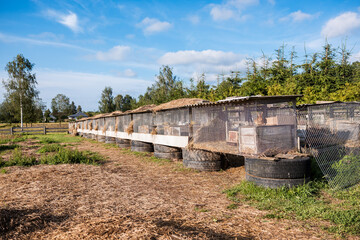 Rows of wire mesh rabbit cages with corrugated metal roofs are elevated on barrels, surrounded by trees, open fields, and a clear blue sky.