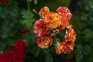 bush beautiful yellow-red roses in the garden