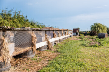 A row of rabbit cages on tires with corrugated metal roofs, hay scattered on the ground, a red roofed structure, a hay bale, and trees under a clear sky.