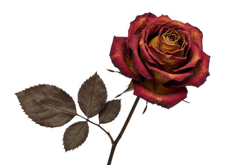 A single, dried red and yellow rose with dark leaves on a transparent background