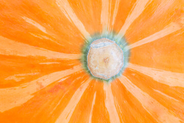 natural backdrop: close up of bottom part of pumpkin