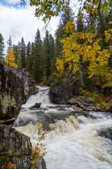 A rushing river cascades over rocks through a dense forest displaying vibrant autumn yellow foliage and evergreen trees.