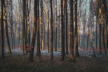 Forest in winter with bare trees illuminated by warm sunlight. A light dusting of snow on the ground adds seasonal atmosphere to the quiet woodland scene.