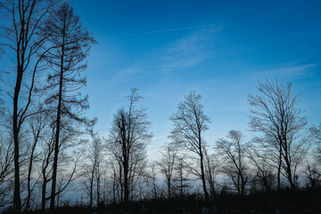 Silhouettes of leafless trees at dusk against a gradient blue sky with a faint airplane trail. Peaceful winter forest landscape captured just before nightfall.