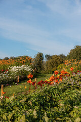 A garden with orange, red, and white flowers arranged in rows, bordered by wooden posts with rope, surrounded by trees under a clear blue sky.
