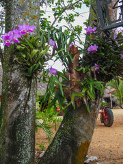 Purple orchids growing on tree trunks in a tropical rural area, with visible lichen, green leaves, and a red cart wheel in the background. © Ajleen Pixels&Places