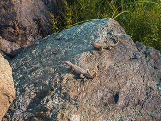 Several lizards basking in the sun on a large rock surface, surrounded by natural vegetation in a warm, outdoor environment.