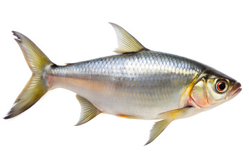 Naklejka premium A silver fish swimming, isolated on a transparent background