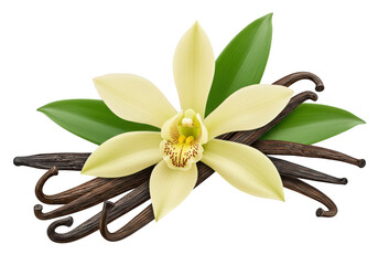 A single yellow vanilla orchid flower with green leaves and dark brown vanilla beans isolated on transparent background