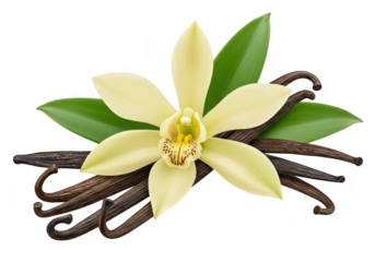 A single yellow vanilla orchid flower with green leaves and dark brown vanilla beans isolated on transparent background