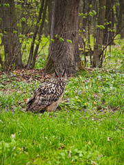 Eurasian eagle-owl sitting on the forest floor surrounded by green grass and trees, staring directly at the camera with bright orange eyes.