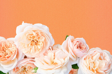 Delicate peach-colored garden roses arranged at the bottom of a pastel orange background. Ideal for...
