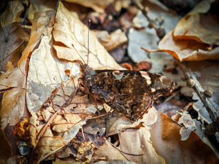 Red admiral butterfly with closed wings camouflaged among dry leaves on a forest floor, blending with its natural background.