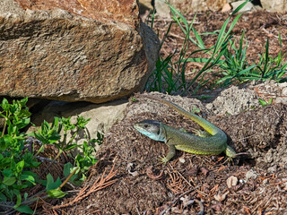 Full body of a green lizard on garden soil near large stones, captured in natural sunlight with visible habitat surroundings. © Ajleen Pixels&Places