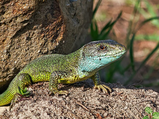 Extreme close-up of a green lizard’s head and upper body on soil, with sharp detail showing scales and vivid coloration.