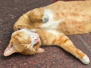Orange tabby cat napping on a red tile floor