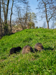 Three young nutrias sitting on a grassy riverbank in early spring, surrounded by bare trees under a clear blue sky.