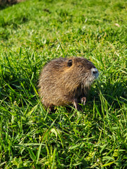 Close-up of a young nutria sitting upright in green grass, looking curious and alert in spring sunshine.
