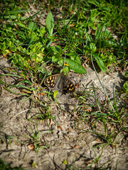 Speckled wood butterfly (Pararge aegeria) resting on the ground among spring grass and small plants.