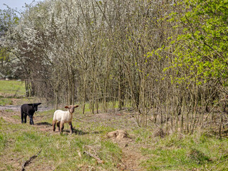 Two lambs walking along a forest path in spring, surrounded by blooming shrubs and fresh greenery.