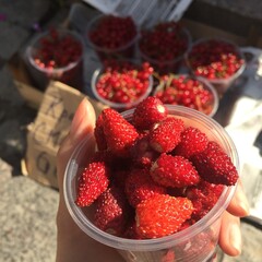 Hand - held clear plastic cup filled with wild strawberries, bought from a roadside stall. More cups of these vibrant red berries sit in the background, showcasing a rustic, fresh - market charm. 