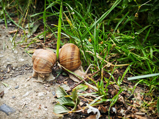 Two Roman snails (Helix pomatia) crawling side by side on wet ground near green grass after rainfall.